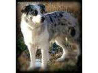 Australian Shepherd Puppy for sale in Elwood, NE, USA