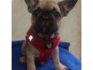 French Bulldog Puppy for sale in Newton, IL, USA