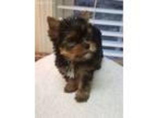 Yorkshire Terrier Puppy for sale in Chapin, SC, USA
