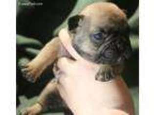 French Bulldog Puppy for sale in Hinesville, GA, USA