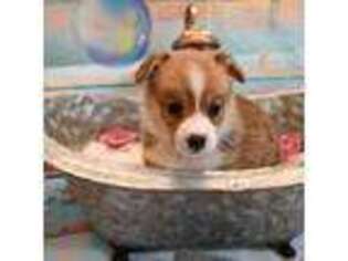 Pembroke Welsh Corgi Puppy for sale in Baytown, TX, USA