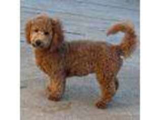 Cavapoo Puppy for sale in Arab, AL, USA