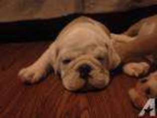 Bulldog Puppy for sale in CABOOL, MO, USA