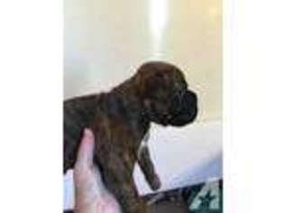 Boxer Puppy for sale in SULLIVAN, MO, USA