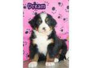 Bernese Mountain Dog Puppy for sale in Wellman, IA, USA