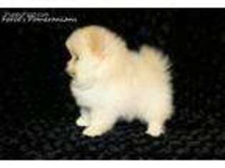 Pomeranian Puppy for sale in Le Sueur, MN, USA