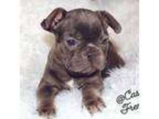 French Bulldog Puppy for sale in Shawnee, OK, USA