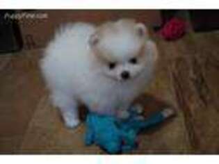 Pomeranian Puppy for sale in Milton, FL, USA
