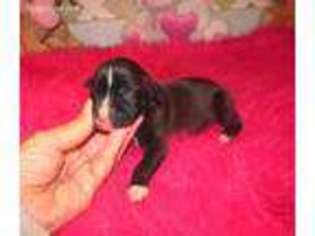 Boxer Puppy for sale in Rattan, OK, USA