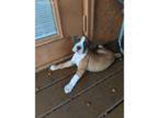 Boxer Puppy for sale in Riverview, FL, USA