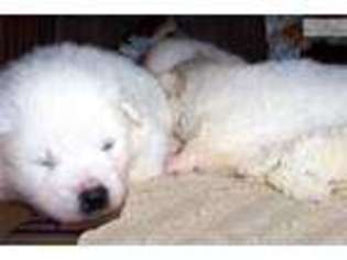 American Eskimo Dog Puppy for sale in Saint Louis, MO, USA