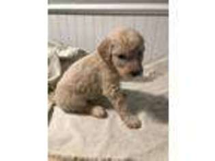 Goldendoodle Puppy for sale in Saltville, VA, USA