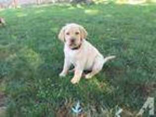 Labrador Retriever Puppy for sale in SAINT JOSEPH, MI, USA