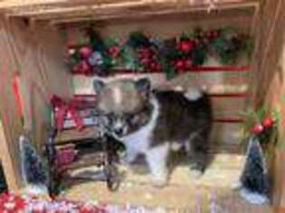 Pomeranian Puppy for sale in Lagrange, IN, USA