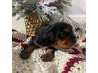 Cavalier King Charles Spaniel Puppy for sale in Hamilton, MI, USA