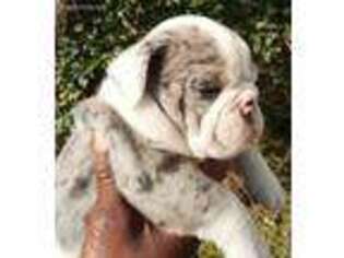 Bulldog Puppy for sale in Waco, TX, USA