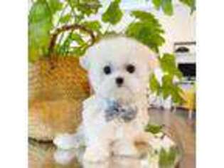 Maltese Puppy for sale in Chino, CA, USA