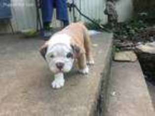 Bulldog Puppy for sale in Titusville, PA, USA