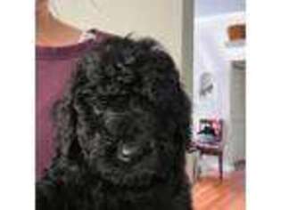 Labradoodle Puppy for sale in Zion, IL, USA