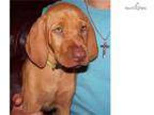 Vizsla Puppy for sale in Victoria, TX, USA