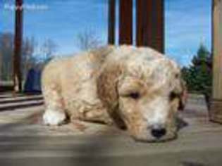 Labradoodle Puppy for sale in Waynesville, OH, USA