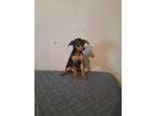 Miniature Pinscher Puppy for sale in Grabill, IN, USA