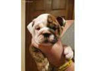 Bulldog Puppy for sale in Bolivar, PA, USA
