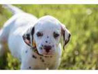 Dalmatian Puppy for sale in Waco, TX, USA