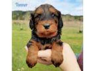 Mutt Puppy for sale in Roseburg, OR, USA
