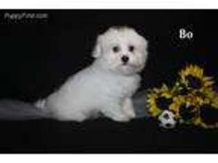 Maltese Puppy for sale in Leon, IA, USA