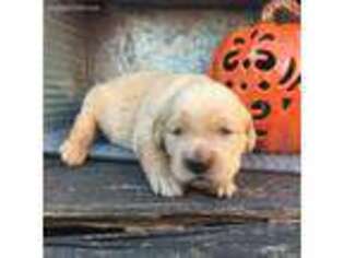 Golden Retriever Puppy for sale in Hobbs, NM, USA