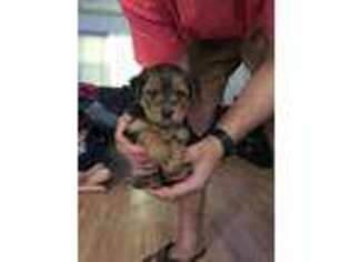 Yorkshire Terrier Puppy for sale in Groton, CT, USA
