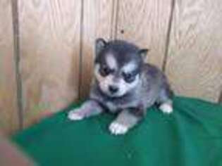 Mutt Puppy for sale in Hamlet, IN, USA