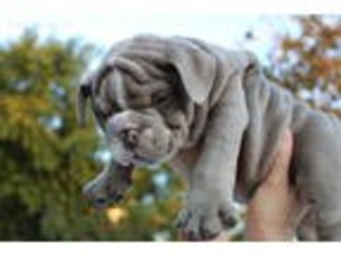 Bulldog Puppy for sale in Oceanside, CA, USA