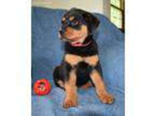 Rottweiler Puppy for sale in Stroudsburg, PA, USA