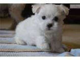 Mal-Shi Puppy for sale in Charlottesville, VA, USA