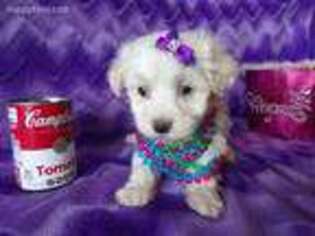 Maltese Puppy for sale in Archer City, TX, USA