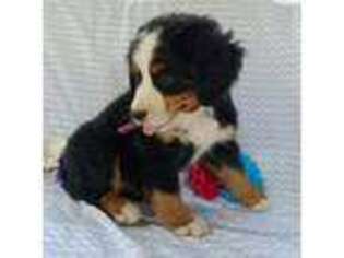 Bernese Mountain Dog Puppy for sale in Burtonsville, MD, USA