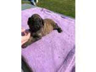 Mutt Puppy for sale in Piney Flats, TN, USA