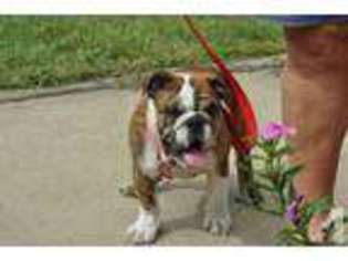 Bulldog Puppy for sale in RYDAL, GA, USA