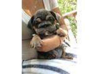 Bulldog Puppy for sale in Bayside, NY, USA