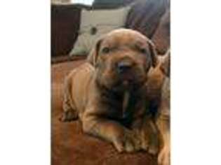 Cane Corso Puppy for sale in Muskogee, OK, USA