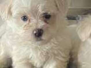 Maltese Puppy for sale in Sebring, FL, USA
