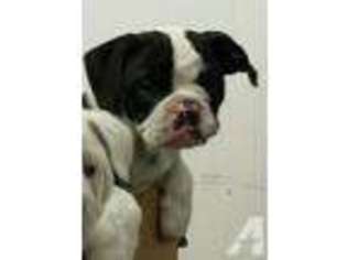 Olde English Bulldogge Puppy for sale in ALLIANCE, OH, USA