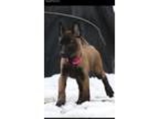 Belgian Malinois Puppy for sale in Boston, MA, USA