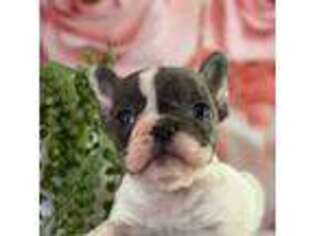French Bulldog Puppy for sale in Rogersville, TN, USA