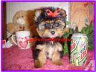 Yorkshire Terrier Puppy for sale in KEOTA, OK, USA