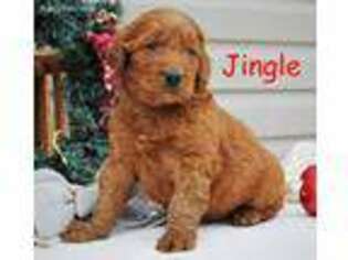 Irish Setter Puppy for sale in Mercersburg, PA, USA