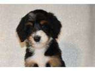 Mutt Puppy for sale in Abilene, TX, USA