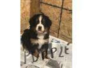 Bernese Mountain Dog Puppy for sale in Colliers, WV, USA